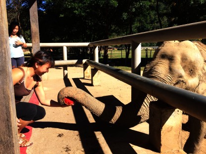 Me feeding an elephant a watermelon